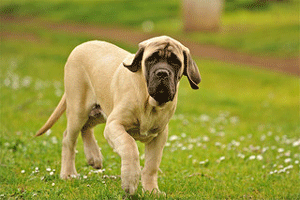 mastiff pet