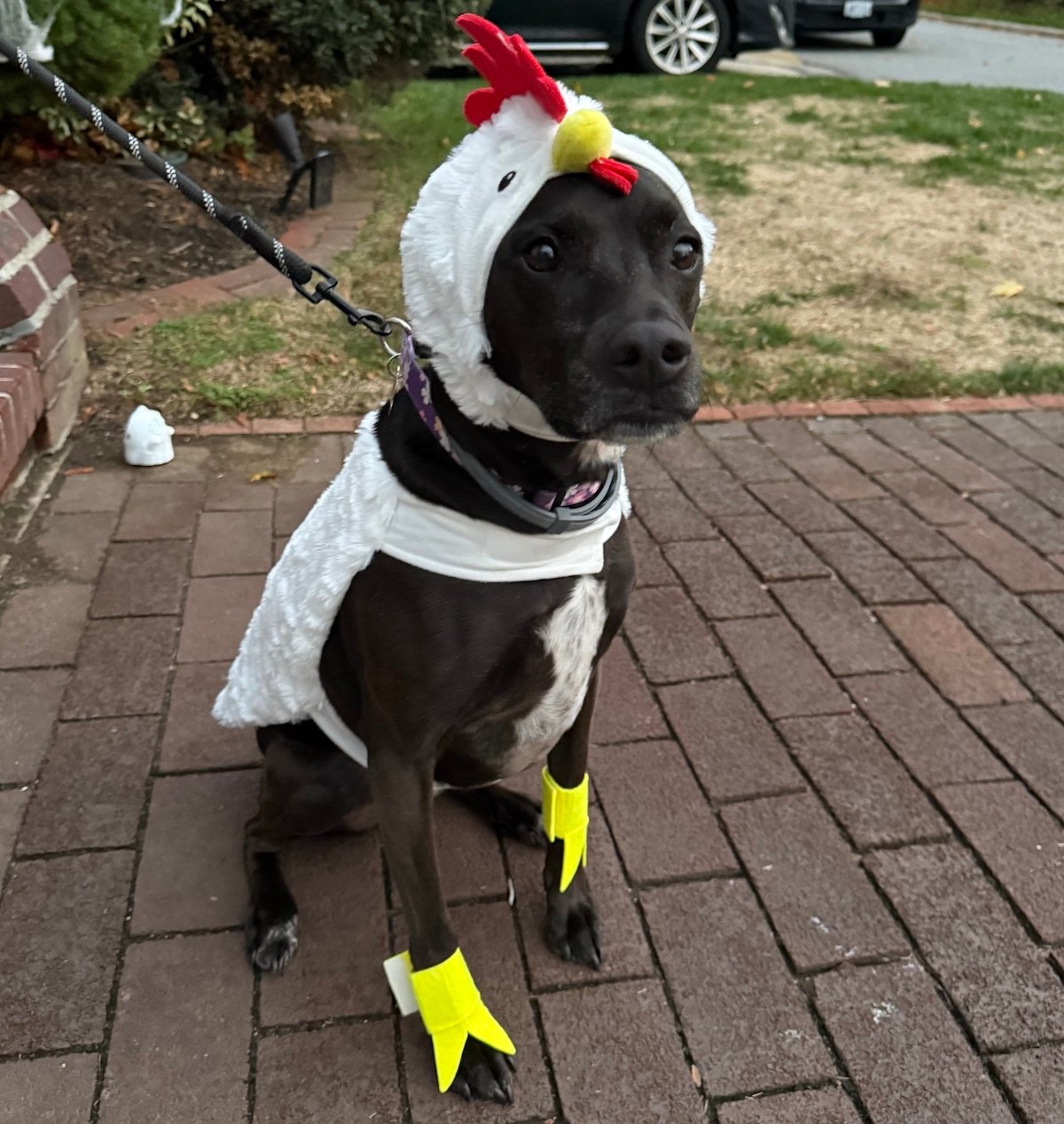 Pat-Murray's dog, Lucy.
